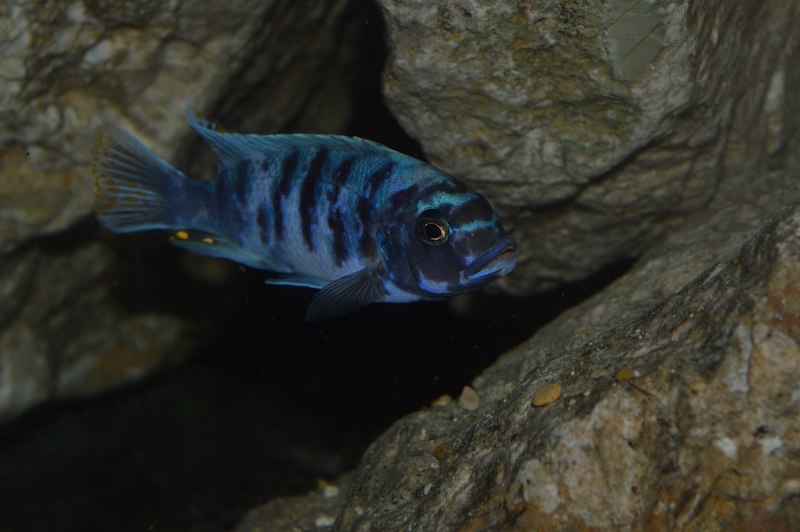 Maylandia zebra 'Masinje'